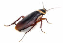 Tępienie zwalczanie karaluchów