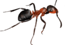 Zwalczanie likwidacja mrówek