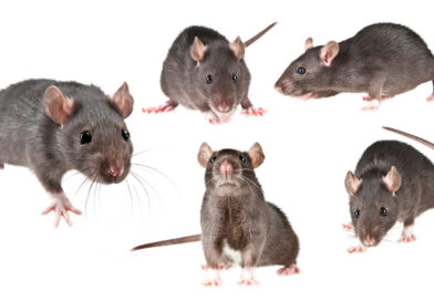 Likwidacja gryzoni Deratyzacja. Myszy szczury
